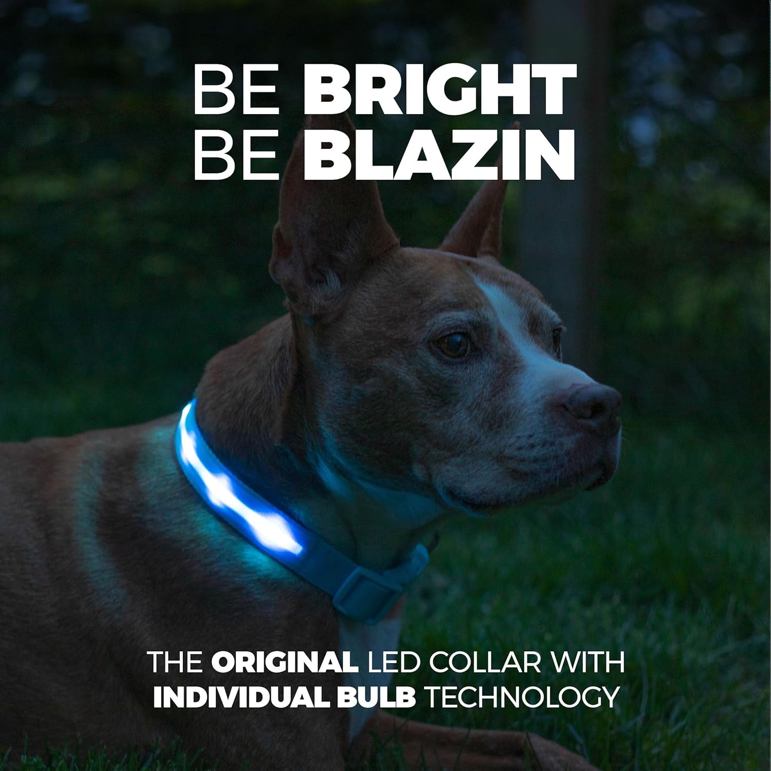 Light up Dog Collar - the Original LED Dog Collar - USB Rechargeable - Waterproof - 1,000 Feet of Visibility - Dog Collar Light for Small, Medium, Large Dogs - USA Brand